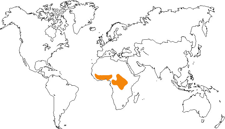 Aire de répartition du bongo