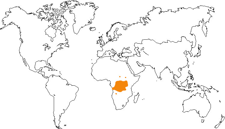 Aire de répartition du cercopithèque ascagne