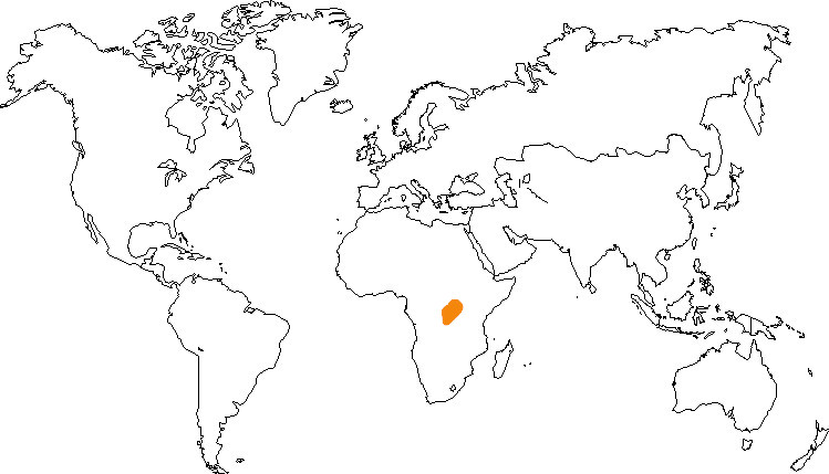 Aire de répartition du cercopithèque de l’Hoest