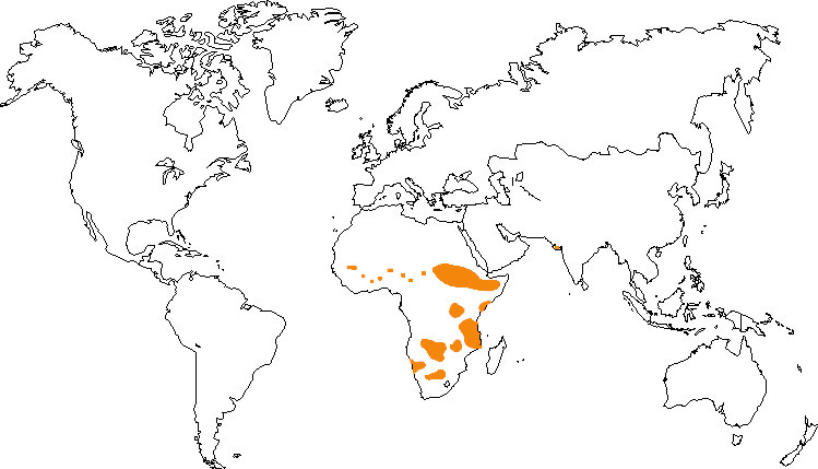 Aire de répartition du lion