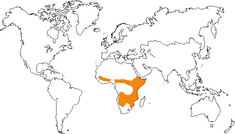 Aire de répartition de la mangouste rayée