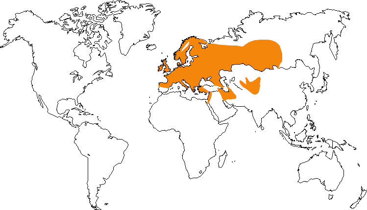 Aire de répartition du bruant jaune