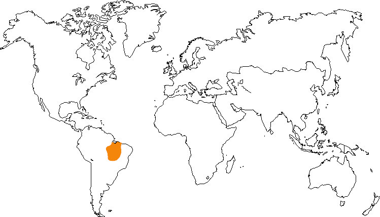 Aire de répartition du caïque à ventre blanc