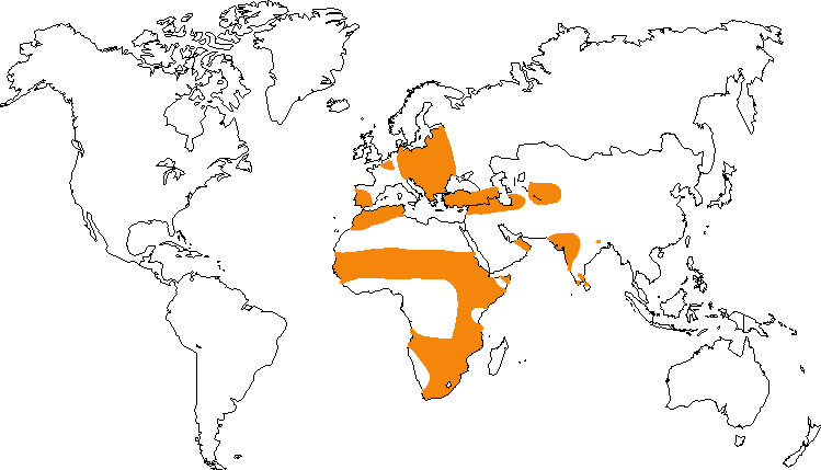 Aire de répartition de la cigogne blanche