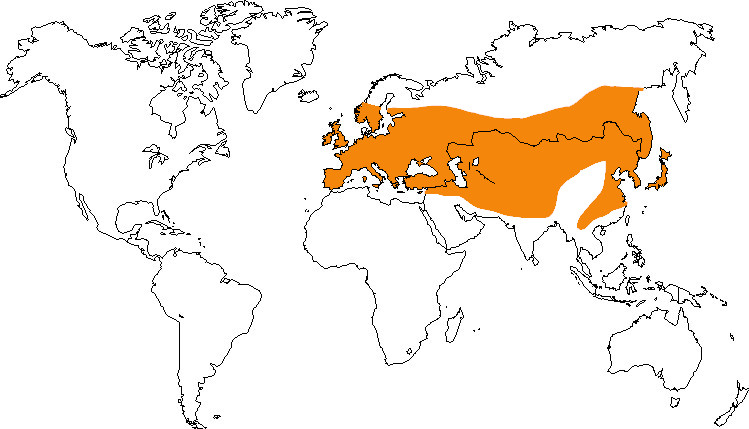 Aire de répartition du corbeau freux