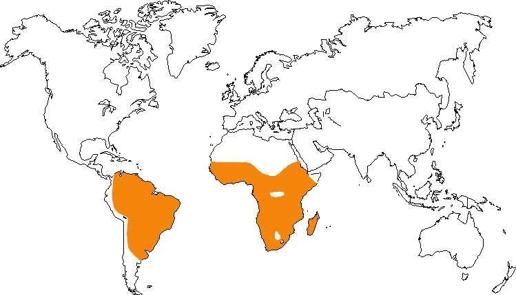 Aire de répartition du dendrocygne veuf