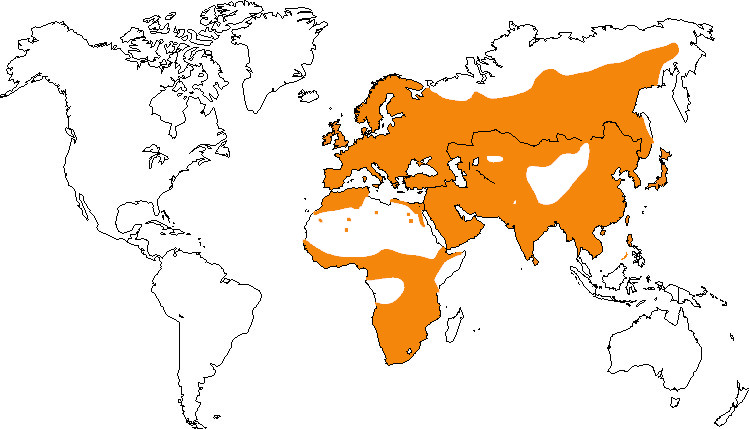 Aire de répartition du faucon crécerelle