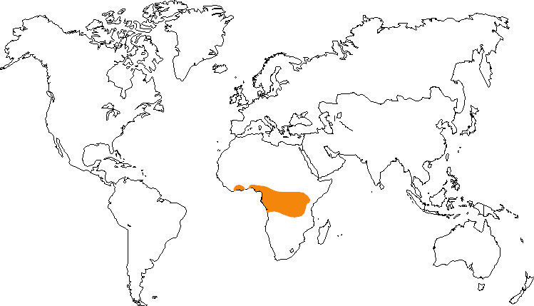 Aire de répartition du gris du Gabon