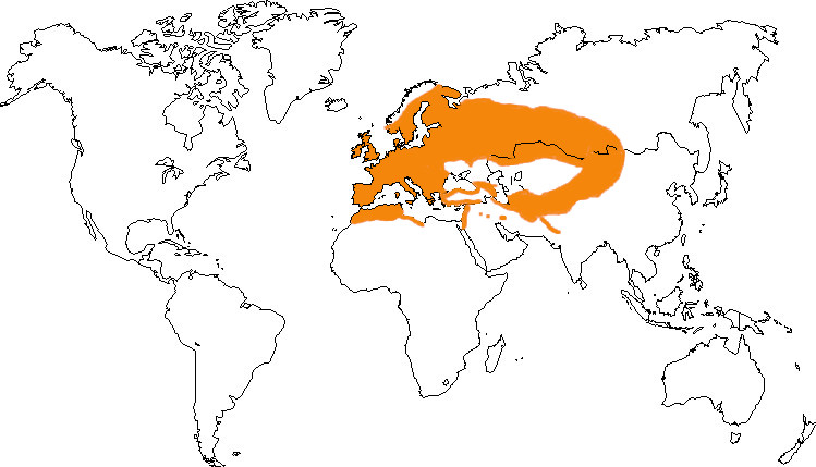 Aire de répartition de la grive draine