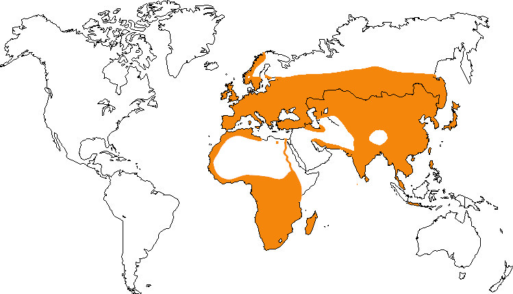 Aire de répartition du héron cendré