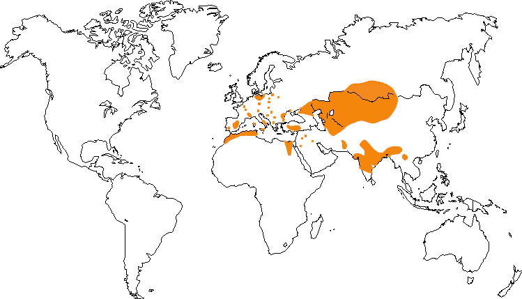 Aire de répartition de la nette rousse