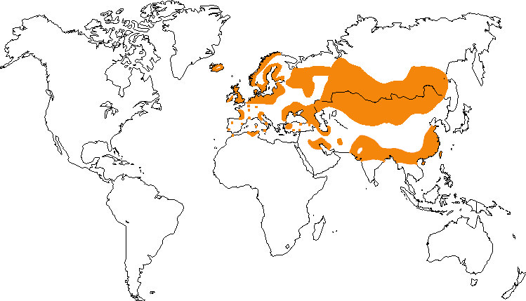 Aire de répartition de l'oie cendrée