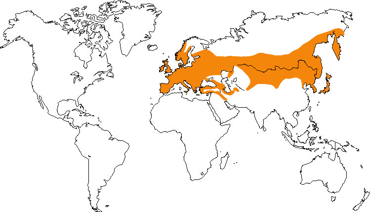 Aire de répartition de l'orite à longue queue