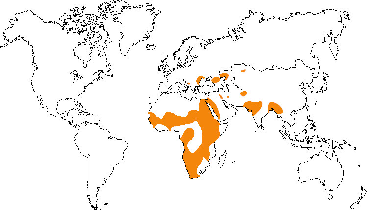 Aire de répartition du pélican blanc