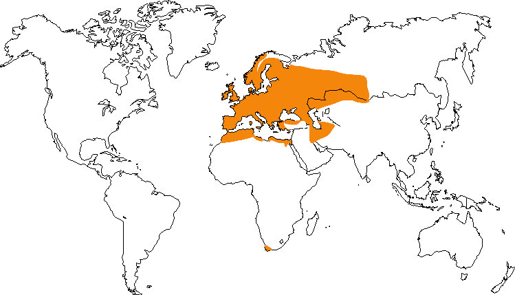 Aire de répartition du pinson des arbres