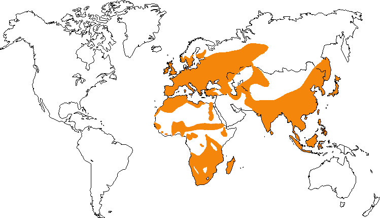 Aire de répartition de la gallinule poule d’eau