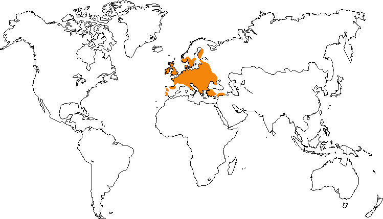 Aire de répartition de la tourterelle turque