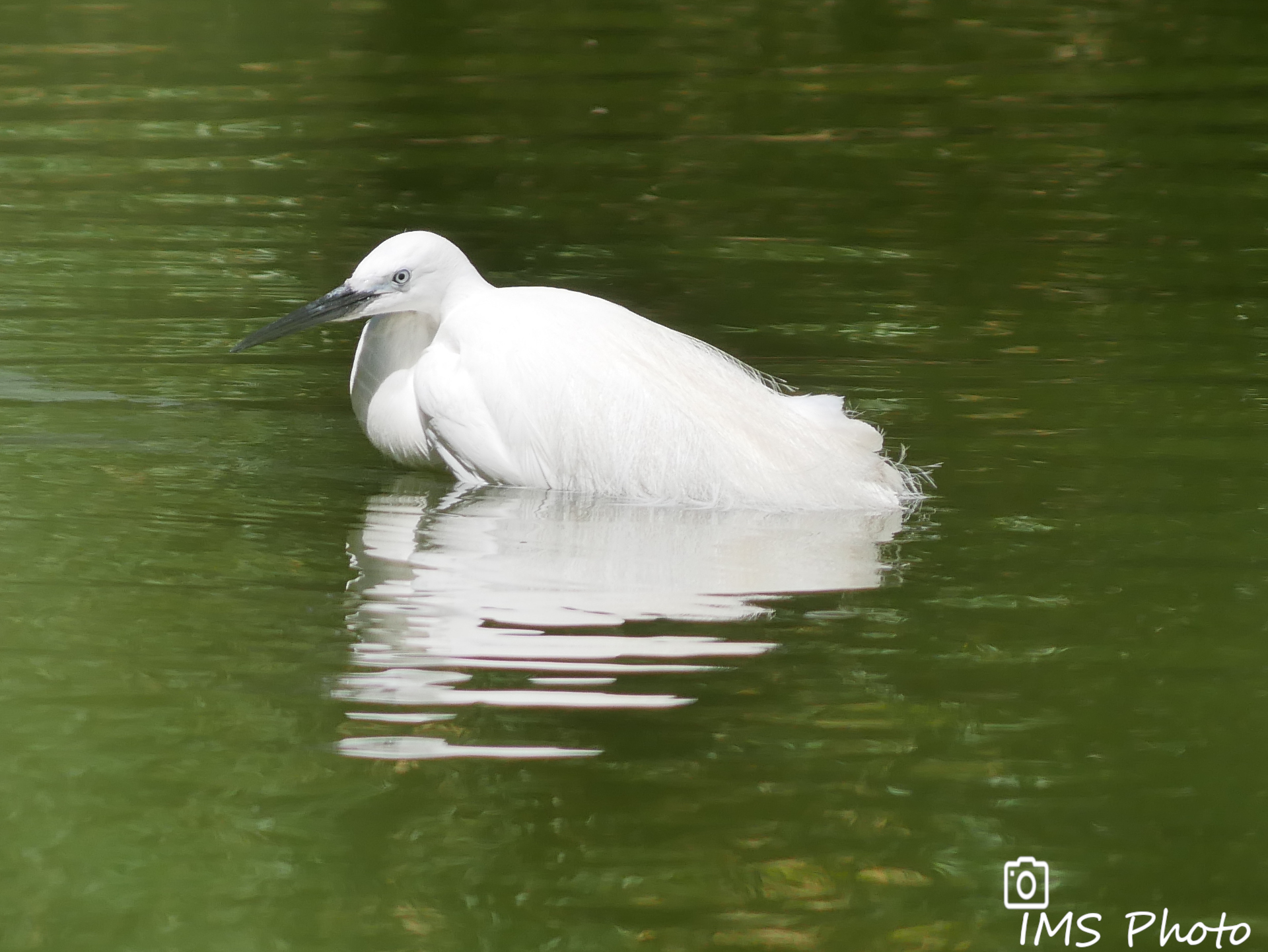 Une aigrette garzette