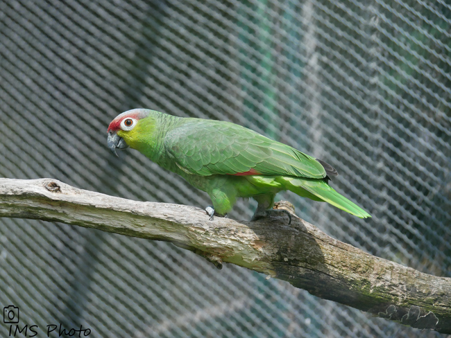 Une amazone d'Equateur