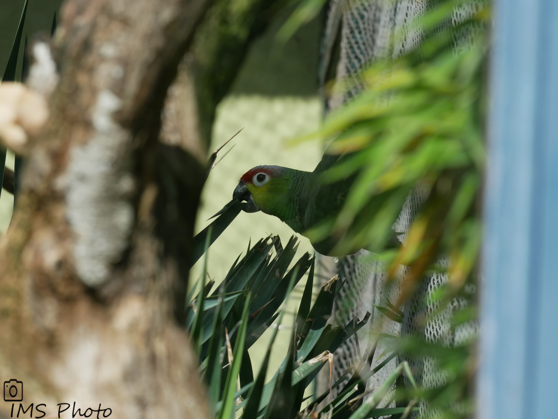 Une amazone d'Equateur