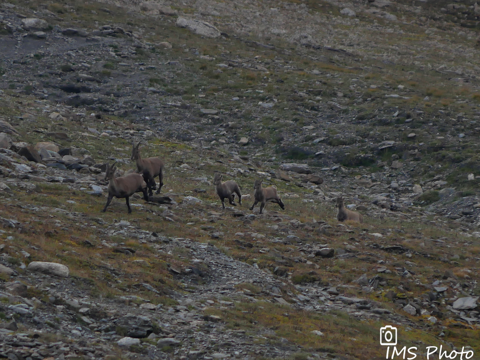 Des bouquetins des Alpes