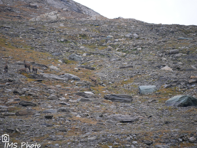 Des bouquetins des Alpes