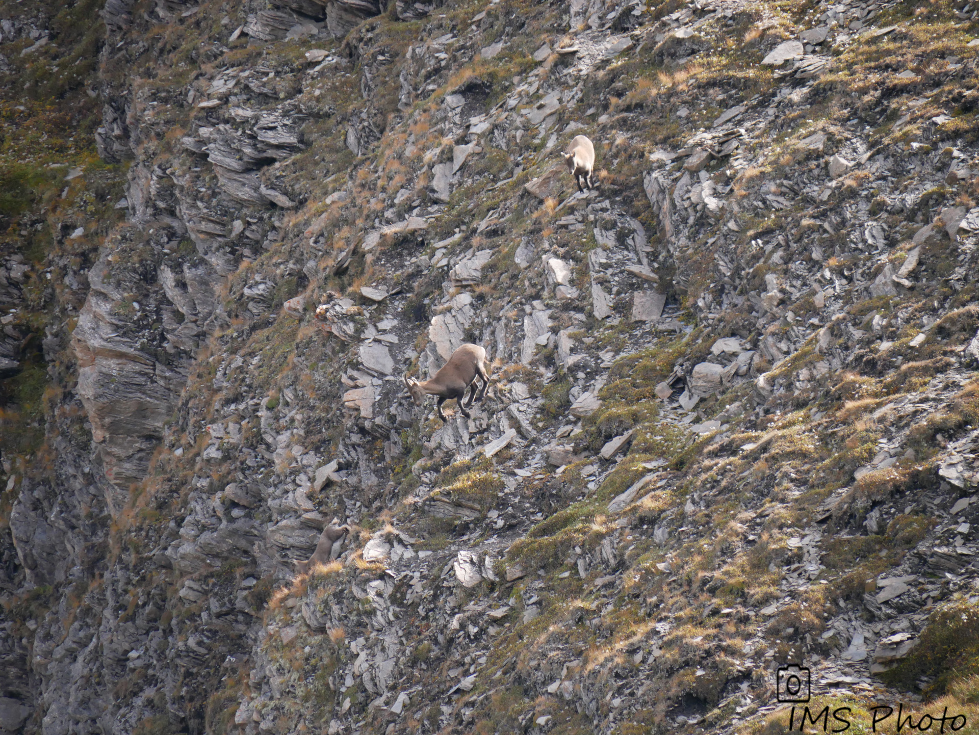 Des bouquetins des Alpes