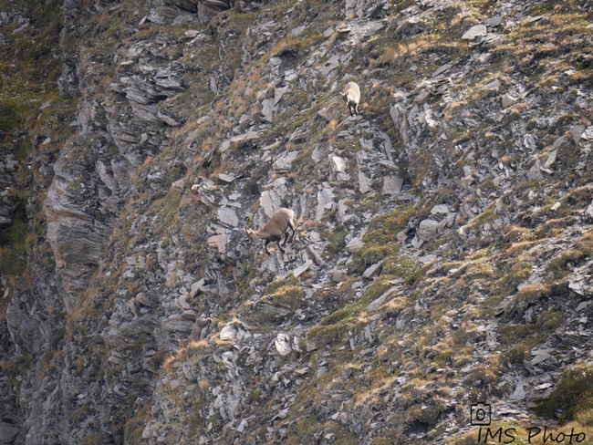 Des bouquetins des Alpes