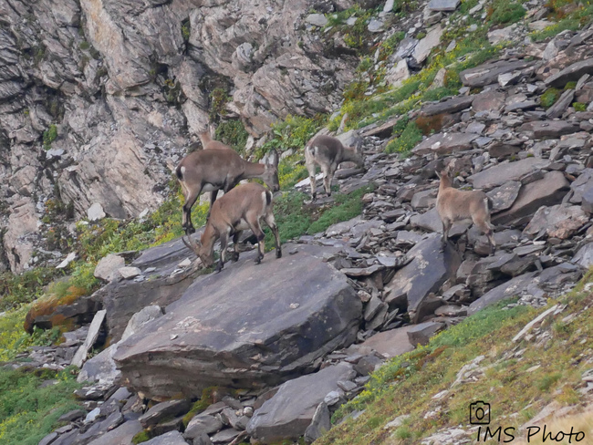 Des bouquetins des Alpes