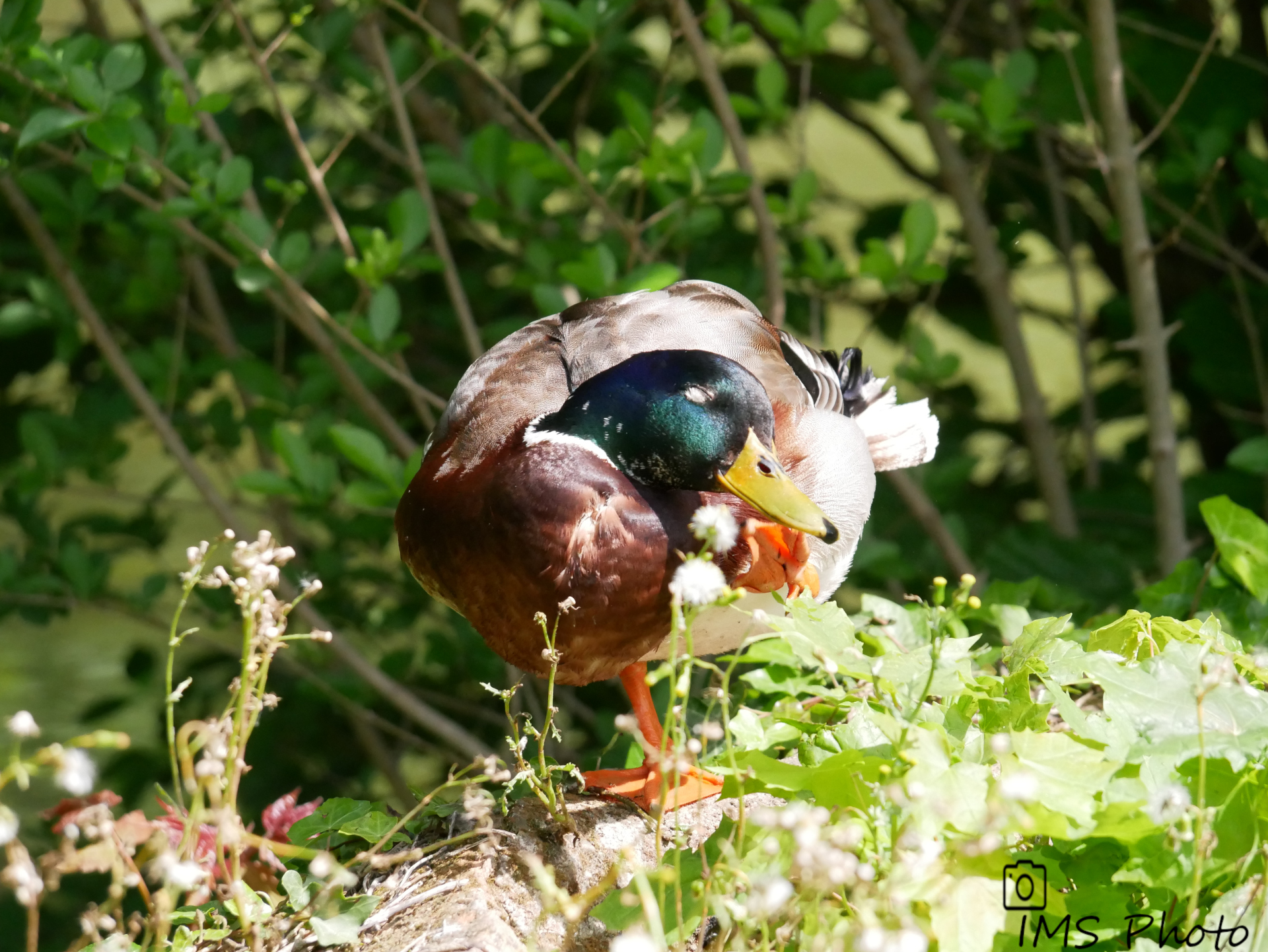 Un canard colvert mâle