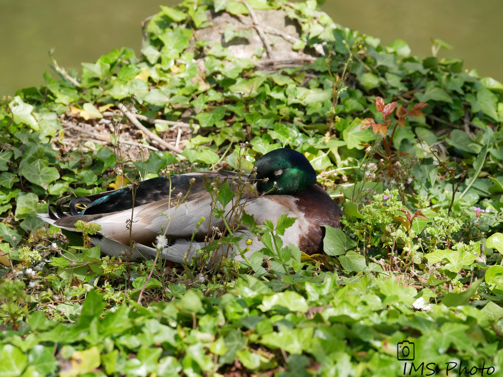 Un canard colvert mâle