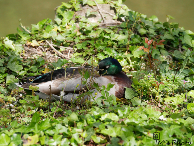 Un canard colvert mâle