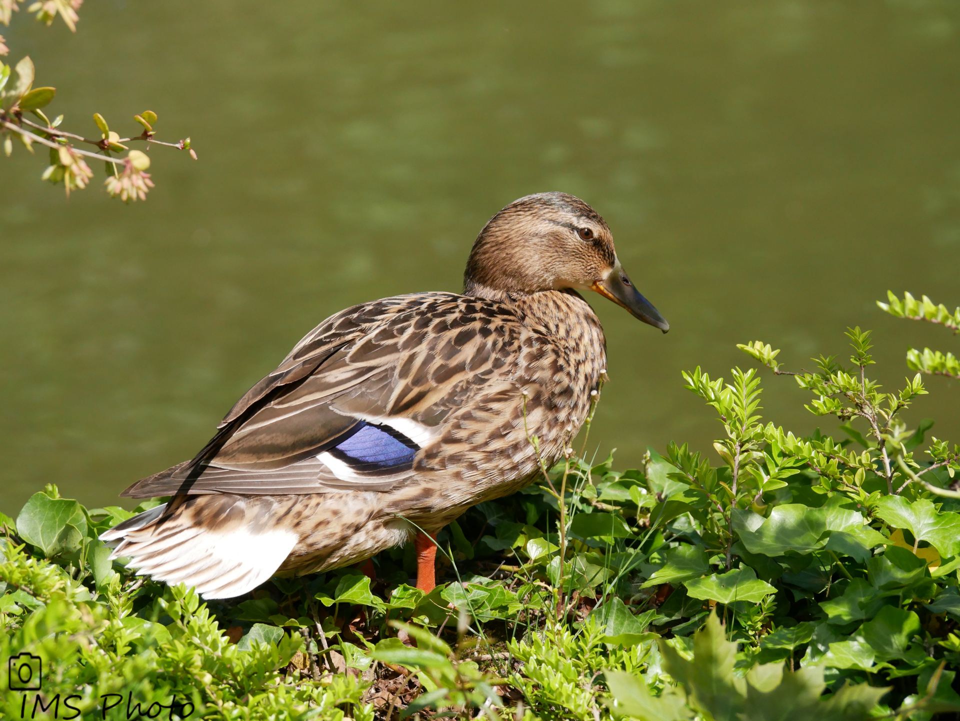 Un canard colvert femelle