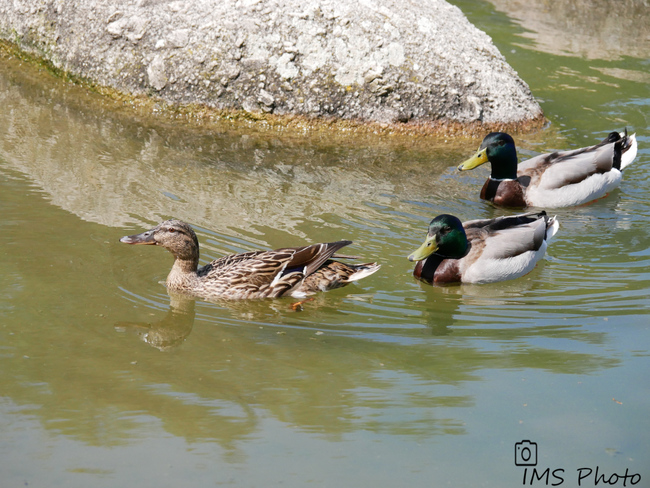 Des canards colvert