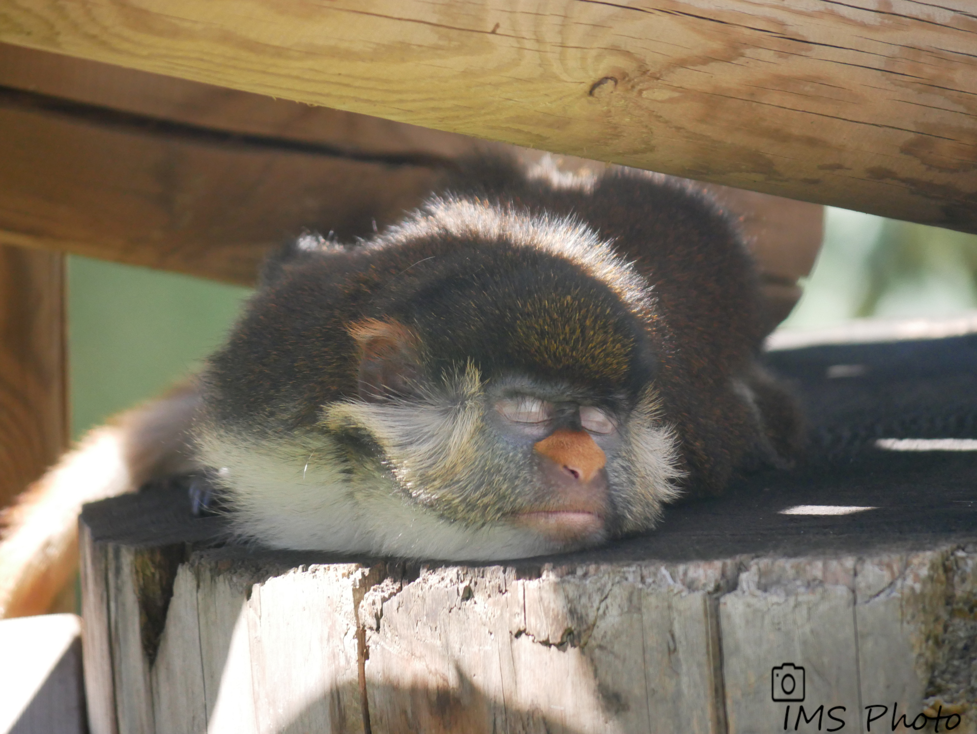 Un cercopithèque ascagne à nez orange