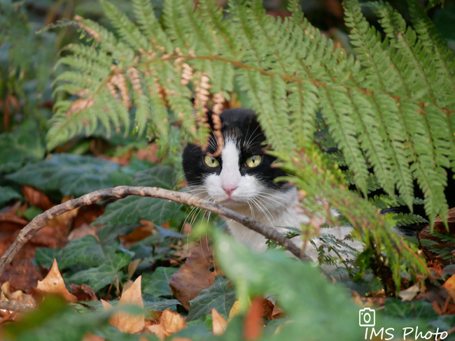 Un chat domestique