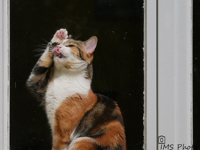 Un chat domestique femelle