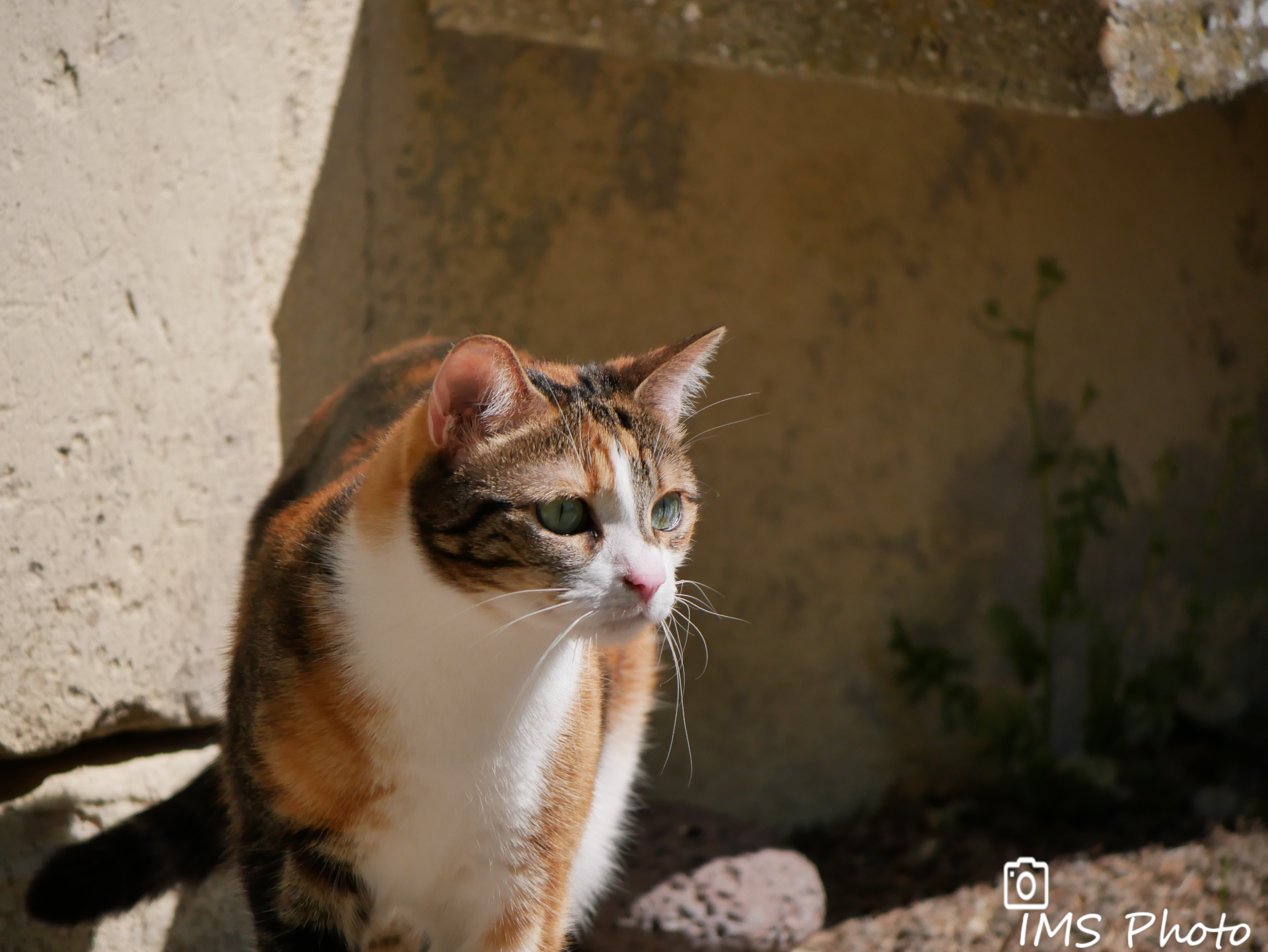 Un chat domestique femelle