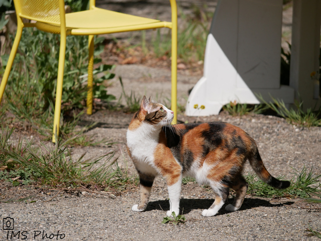 Un chat domestique femelle