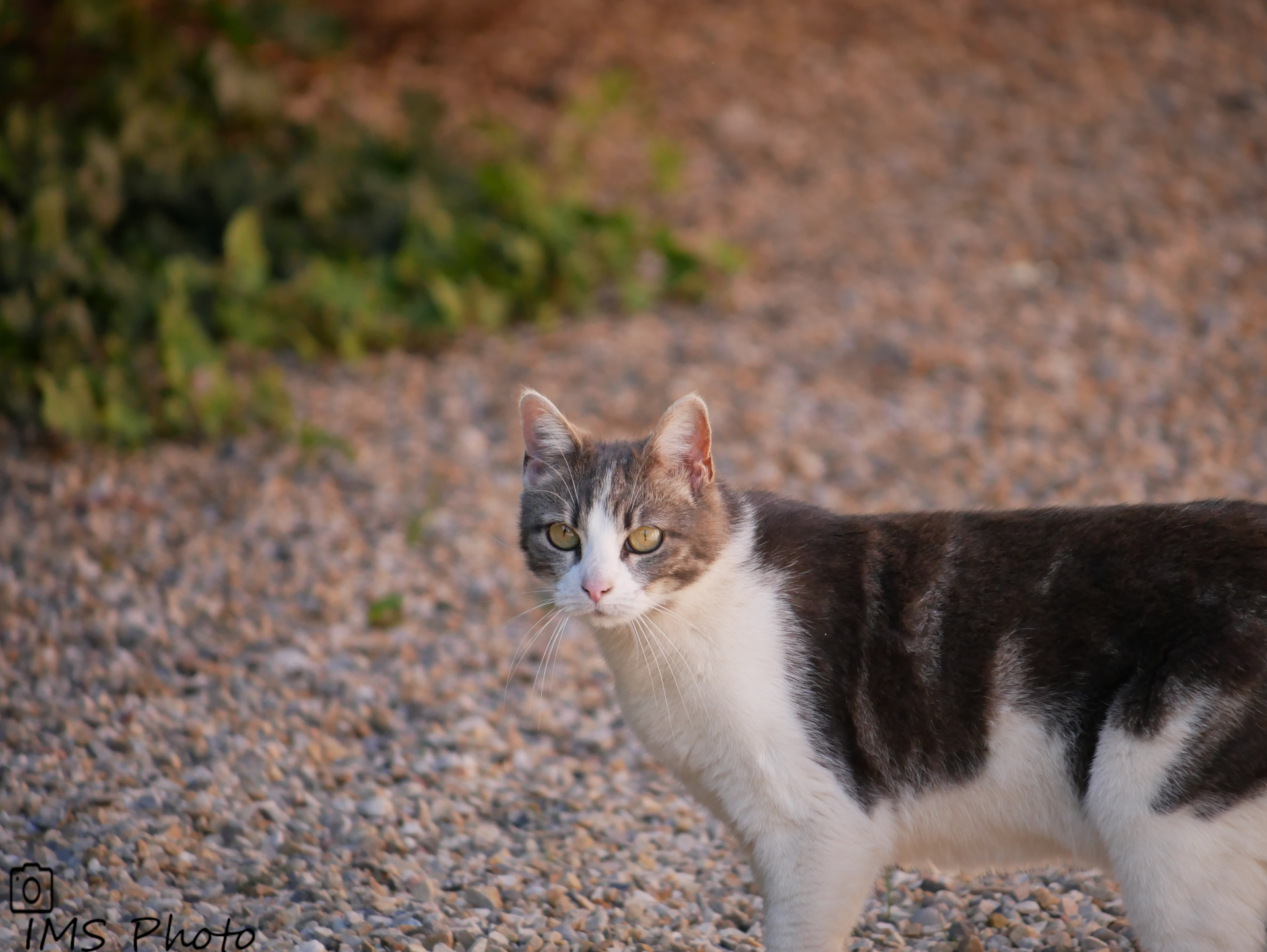 Un chat domestique femelle