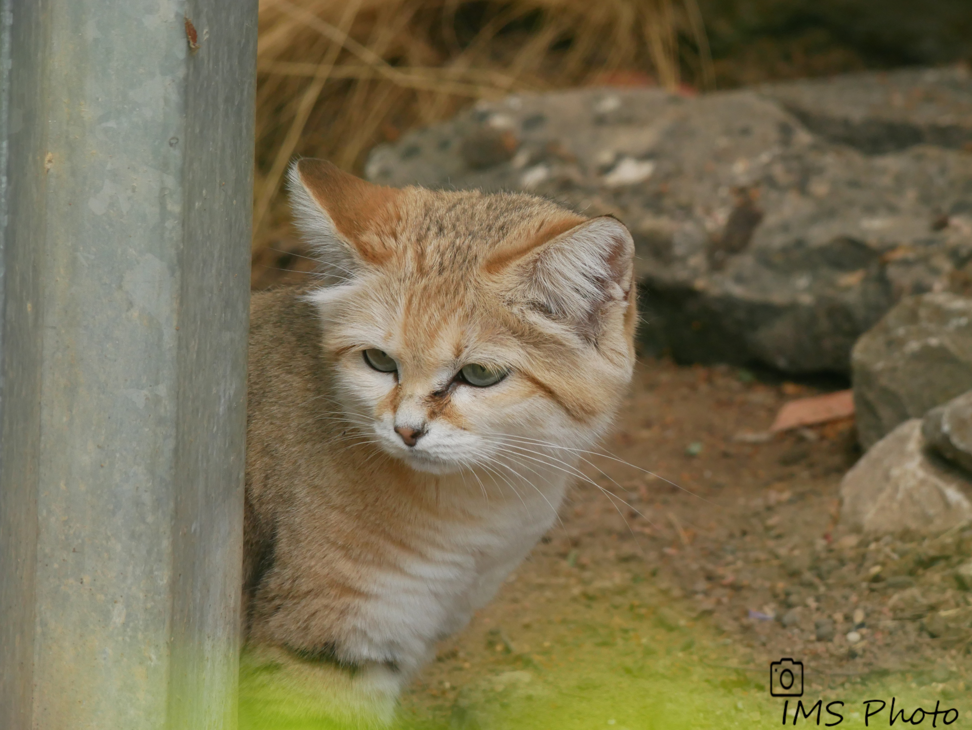 Un chat des sables