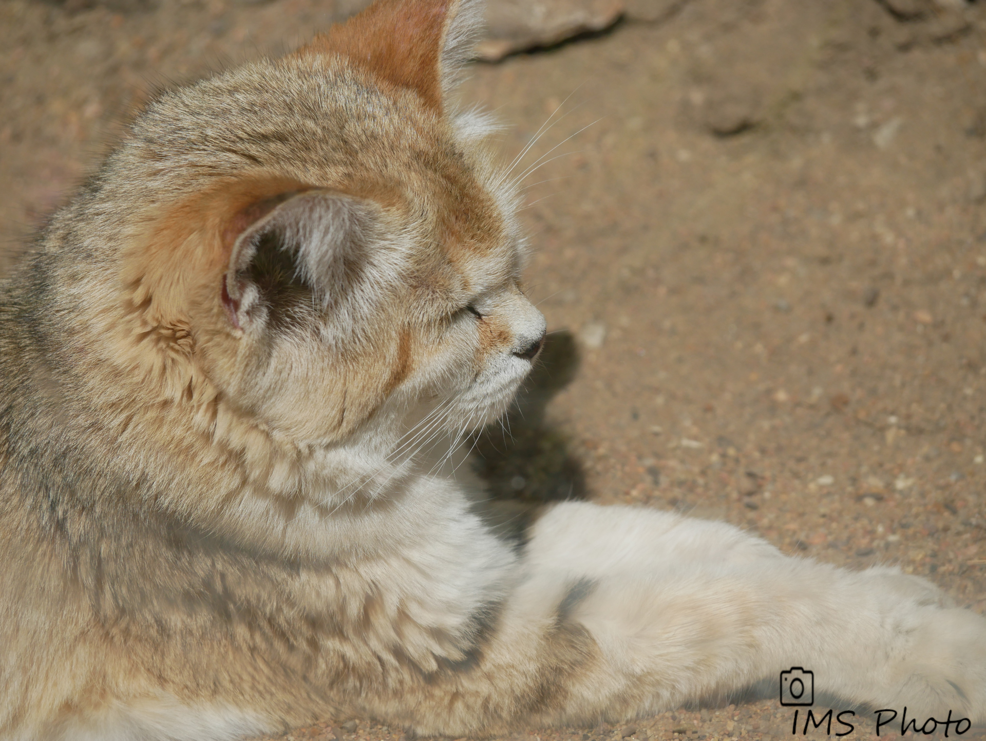 Un chat des sables