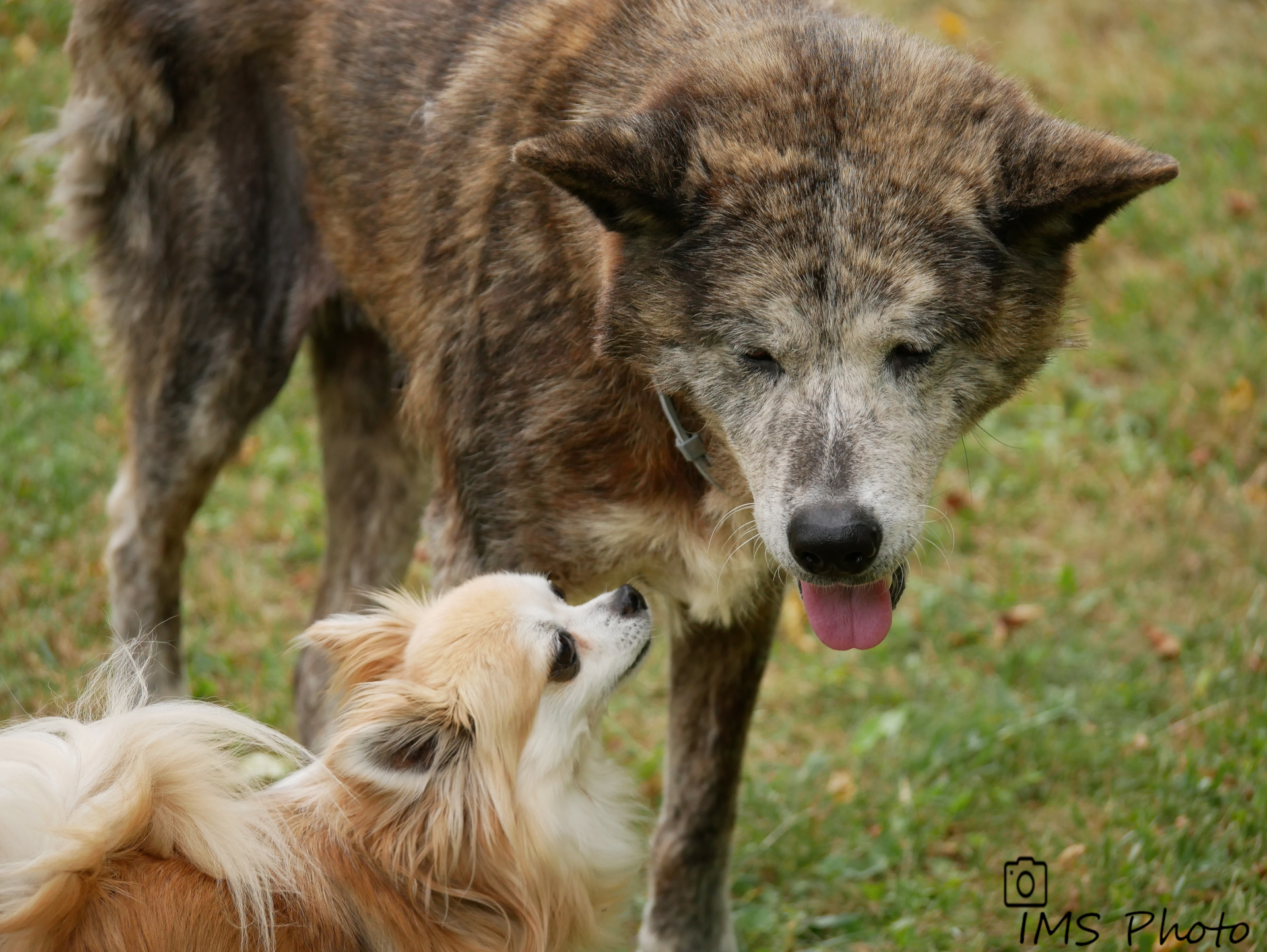 Un Chihuahua et un Akita Inu