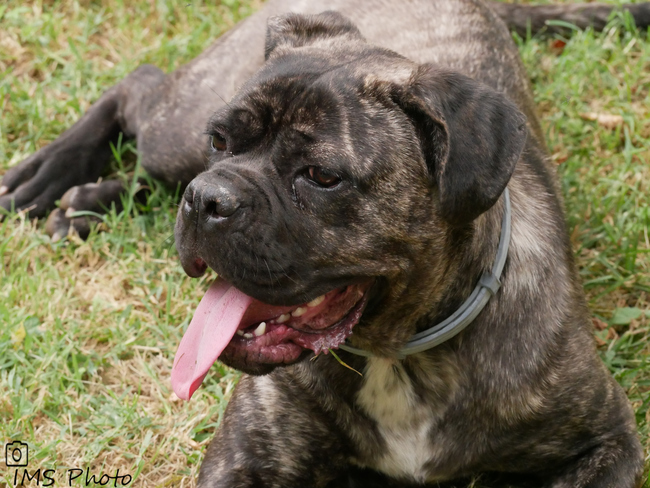 Un Cane corso femelle