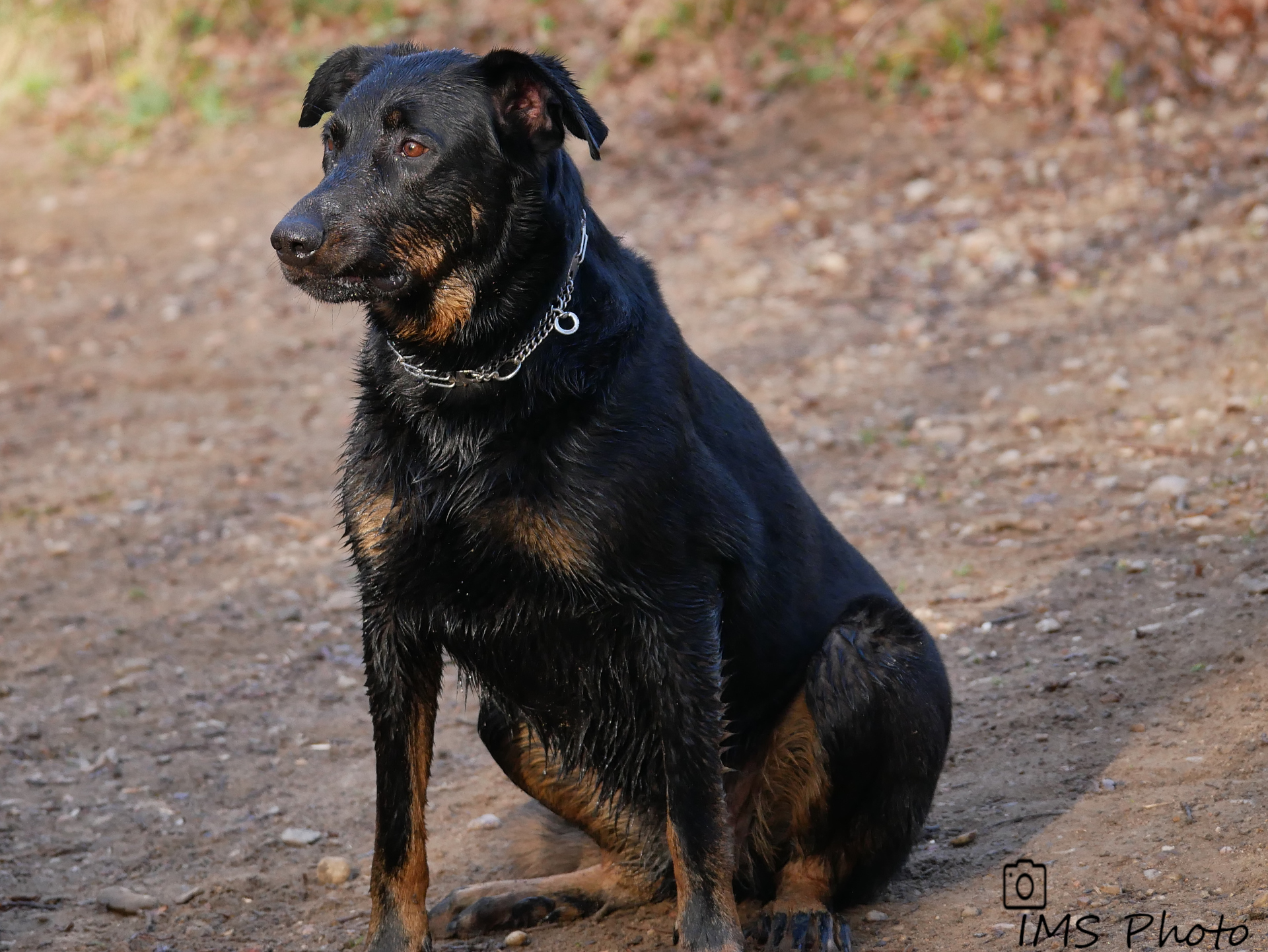 Un Beauceron femelle