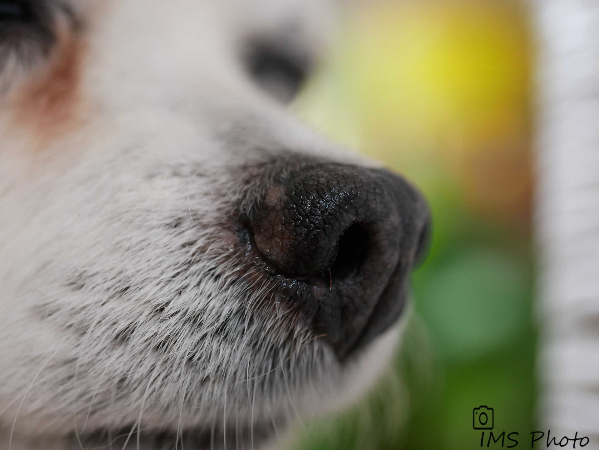 Un nez de chien