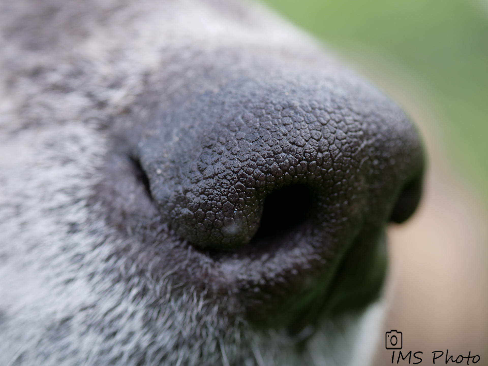 Un nez de chien