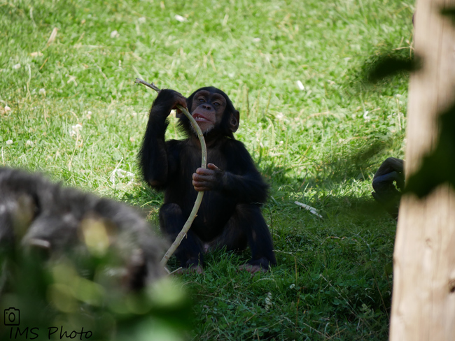 Un jeune chimpanzé