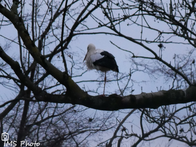 Une cigogne blanche