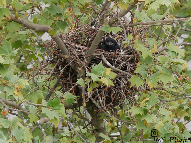 Un corbeau freux